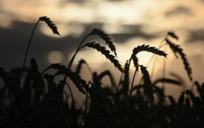Gene editing of crops and livestock may soon be permitted in England